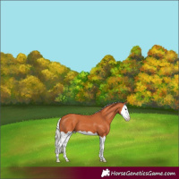 Horse Color:Silver Bay Splash Appaloosa