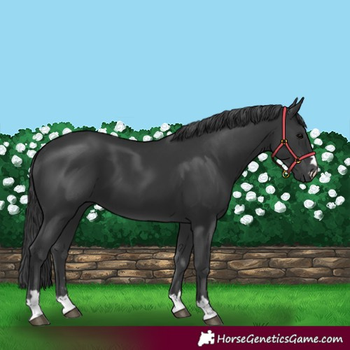 Horse Color:Black 