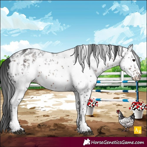 Horse Color:White Spotted Brown Sabino Near Leopard 