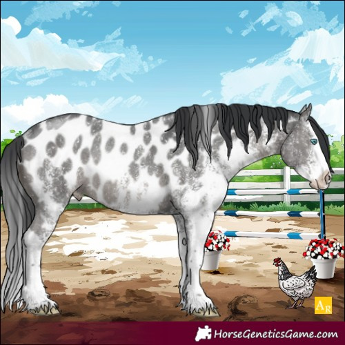 Horse Color:White Spotted Black Splash Appaloosa Rabicano 