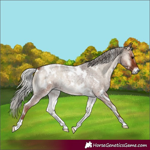 Horse Color:White Spotted Silver Blue Onyx Roan 