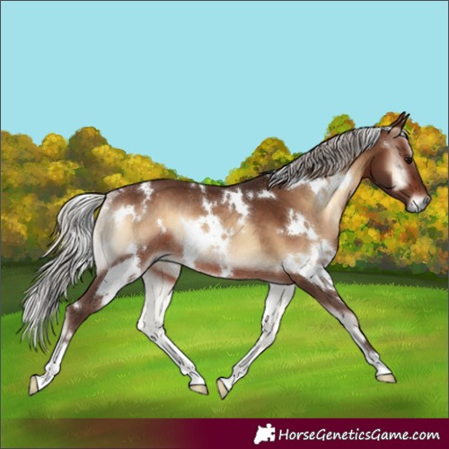 Horse Color:White Spotted Silver Brown Onyx Rabicano 
