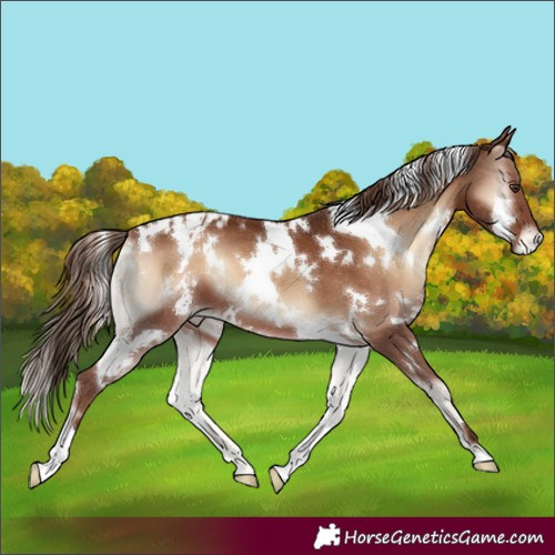 Horse Color:White Spotted Red Onyx Varnish 