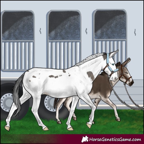Horse Color:Grullo Splash Tobiano