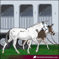 Horse Color:Grullo Splash Tobiano