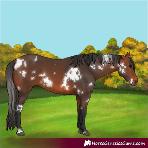 Horse Color:White Spotted Bay 