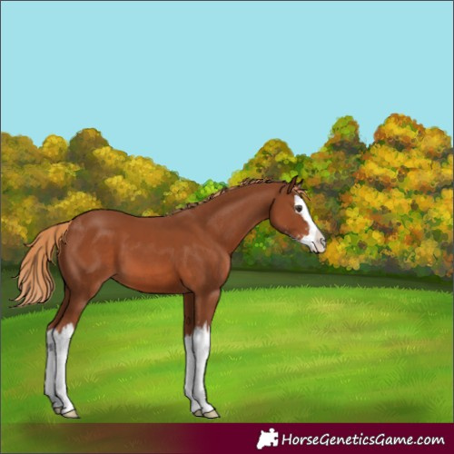 Horse Color:Unknown 
