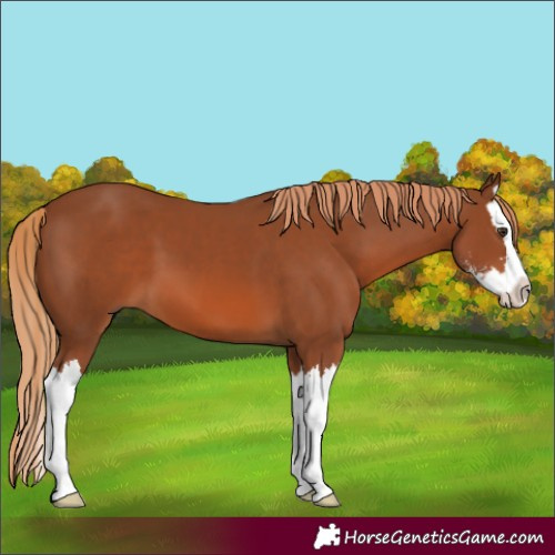 Horse Color:Chestnut Sabino Splash 