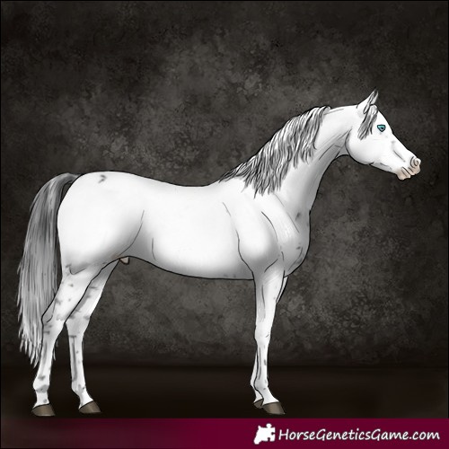 Horse Color:Black Frame 