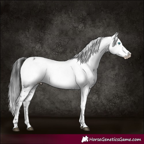 Horse Color:Black Frame 
