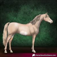 Horse Color:Gold Champagne Pearl Rabicano and Gold Champagne Pearl Frame Rabicano