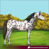 Horse Color:Bay Near Leopard 