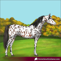 Horse Color:Bay Appaloosa 
