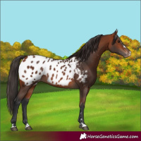 Horse Color:Bay Appaloosa 
