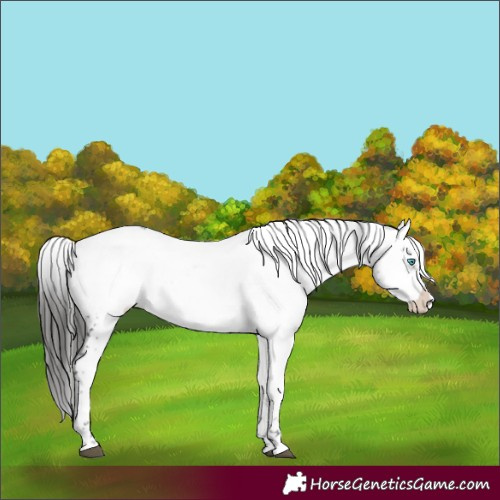 Horse Color:Liver Chestnut Frame
