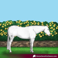 Horse Color:Black Splash Frame 