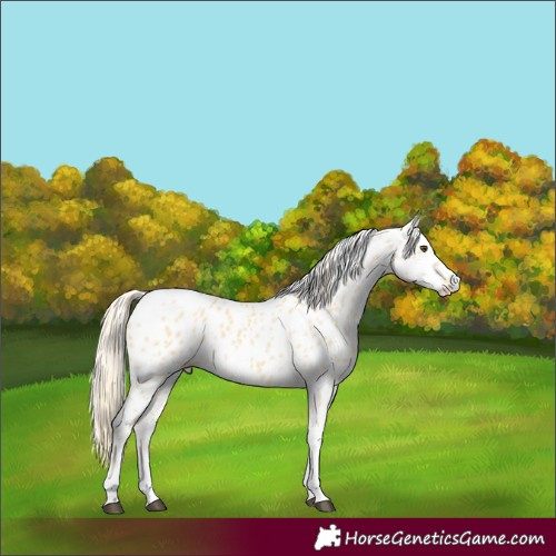 Horse Color:Palomino Dun Tobiano Near Leopard 