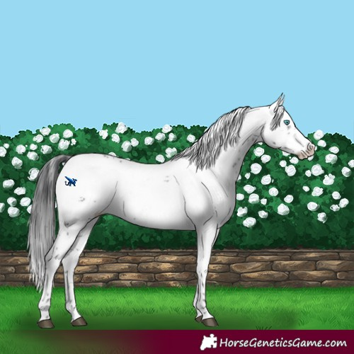 Horse Color:Black Frame 