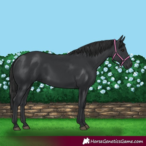 Horse Color:Black 