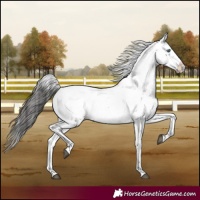 Horse Color:Liver Chestnut Frame