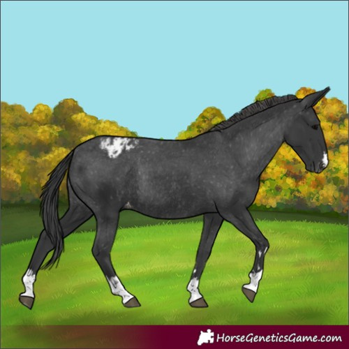 Horse Color:Black Appaloosa Rabicano 