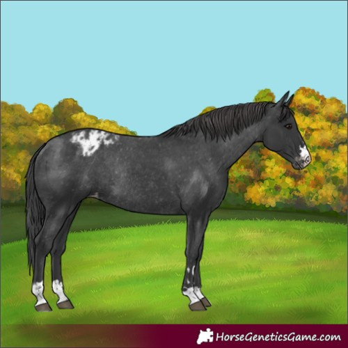 Horse Color:Black Appaloosa Rabicano