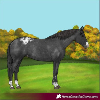 Horse Color:Black Appaloosa Rabicano 