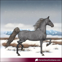 Horse Color:Smoky Black Appaloosa Rabicano 