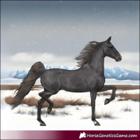 Horse Color:Smoky Black Varnish Rabicano