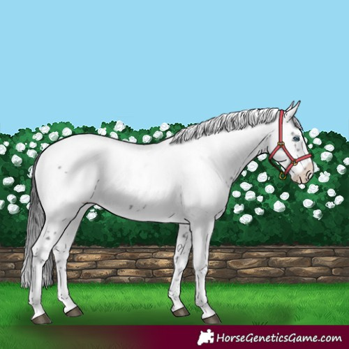 Horse Color:Black Frame 