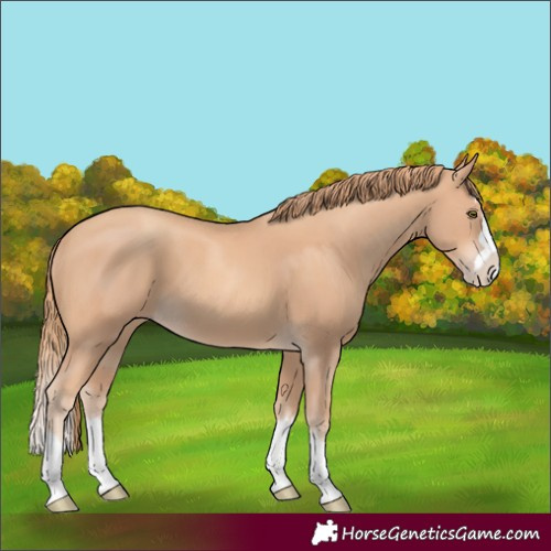 Horse Color:Gold Champagne Splash