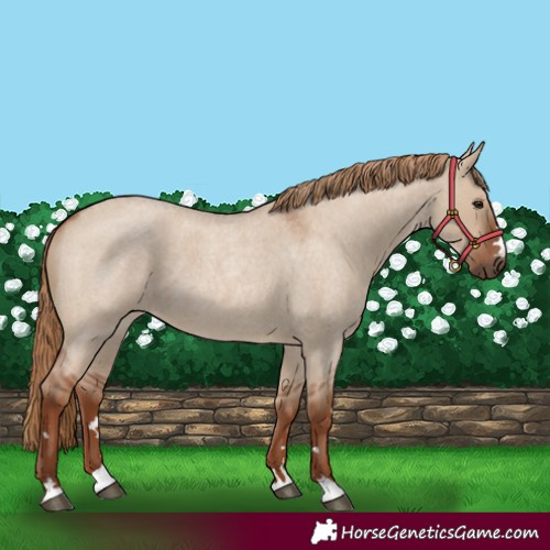 Horse Color:Red Dun Roan 