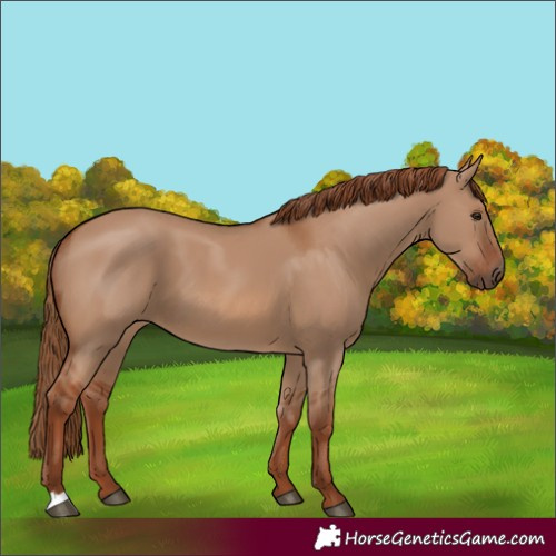 Horse Color:Red Dun 