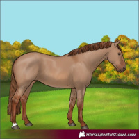 Horse Color:Red Dun
