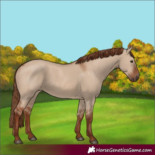 Horse Color:Red Dun 