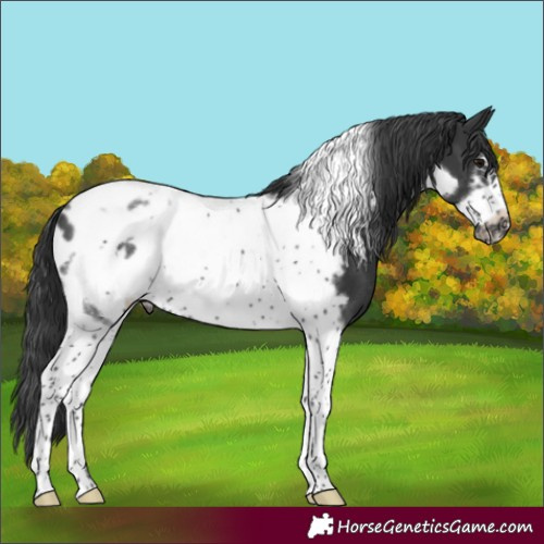 Horse Color:Black Tobiano Frame Appaloosa Rabicano 