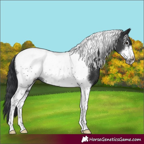 Horse Color:Black Tobiano Frame Rabicano