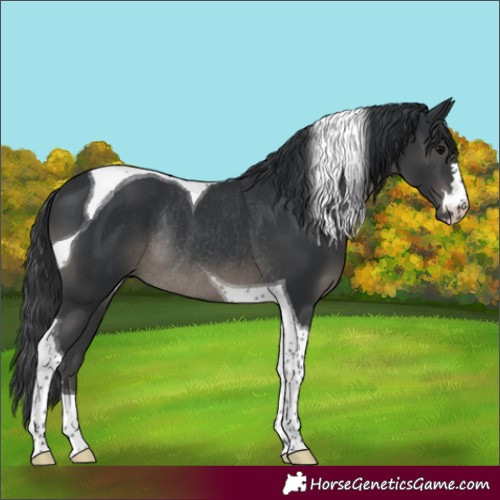 Horse Color:Black Tobiano Rabicano 