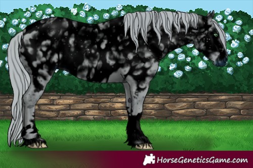 Horse Color:ERROR: UNKNOWN ANOMALY