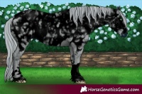 Horse Color:ERROR: UNKNOWN ANOMALY