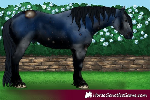Horse Color:ERROR: UNKNOWN ANOMALY