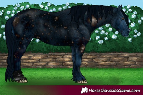 Horse Color:ERROR: UNKNOWN ANOMALY