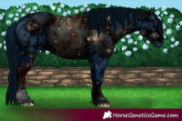 Horse Color:ERROR: UNKNOWN ANOMALY