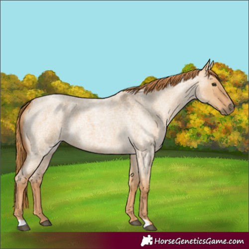 Horse Color:Red Dun Roan 