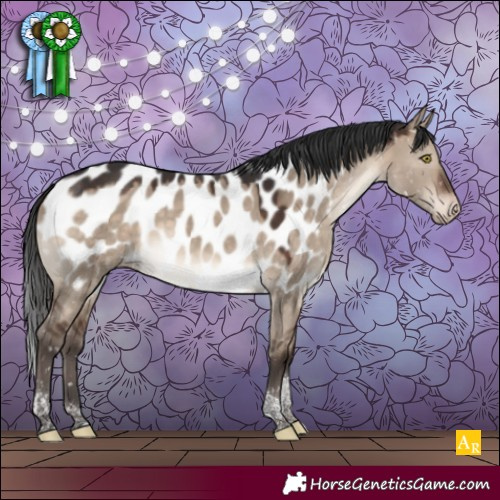Horse Color:Brown Dun Tobiano Appaloosa 