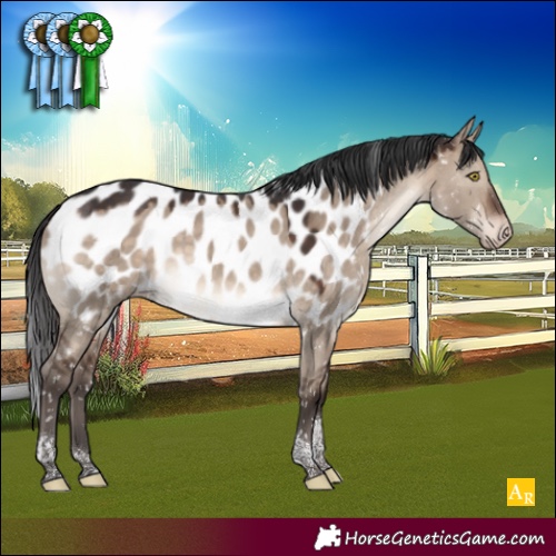 Horse Color:Brown Dun Tobiano Appaloosa 
