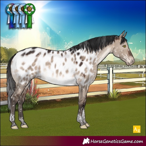 Horse Color:Brown Dun Tobiano Appaloosa