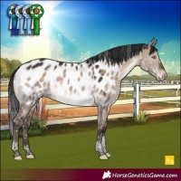 Horse Color:Brown Dun Tobiano Appaloosa 