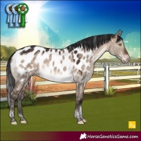 Horse Color:Brown Dun Tobiano Appaloosa 