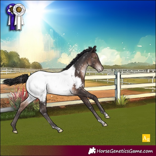 Horse Color:Brown Mushroom Tobiano Appaloosa Rabicano 